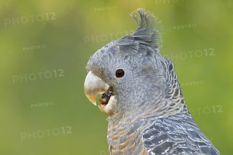 Gang-gang Cockatoo (Callocephalon fimbriatum) female, Victoria, Australia