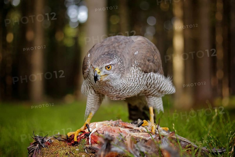 Goshawk with killed Common Pheasant on the moss in green forest, bird of prey in the nature habitat, Germany. Bird bahaviour, wildlife scene from nature. Hawk predator with catch
