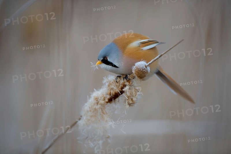 Bearded Reedling (Panurus biarmicus) male feeding on cattail seed, Thuringia, Germany