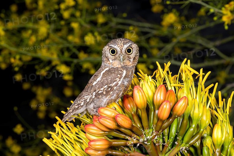 Elf Owl Micrathene whitneyi Tucson, Arizona, United States 3 May Adult Strigidae