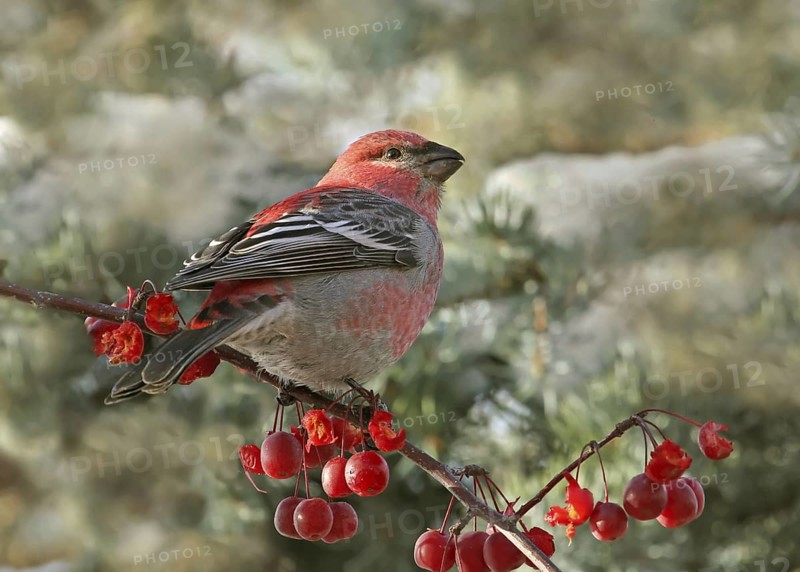 Pine Grosbeak (Pinicola enucleator) male, Saskatchewan, Canada