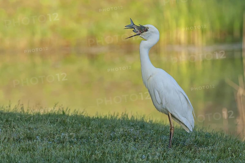 Silberreiher (Casmerodius albus) Great Egret