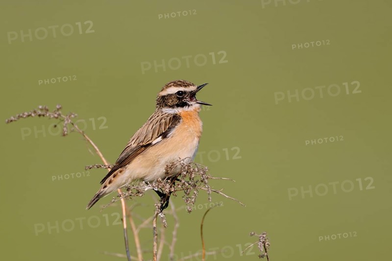 Whinchat (Saxicola rubetra) male singing, North Rhine-Westphalia, Germany
