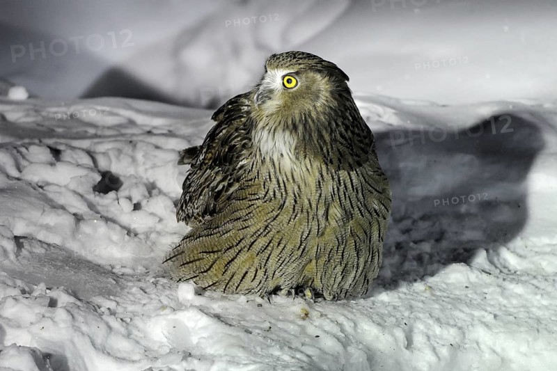 Blakiston's Fish Owl (Bubo blakistoni), Hokkaido, Japan