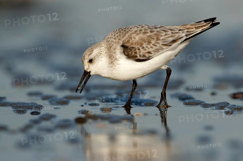 Drieteenstrandloper foerageren, Sanderling foraging