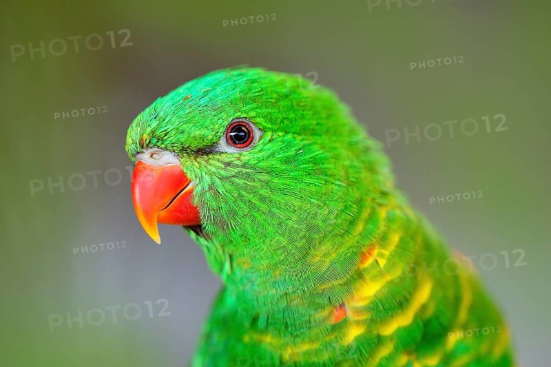 Scaly-breasted Lorikeet, Trichoglossus chlorolepidotus, green parrot, sitting on the branch, courtship love ceremony, Eastern Australia Detail portrait of green parrot. Bird in the nature
