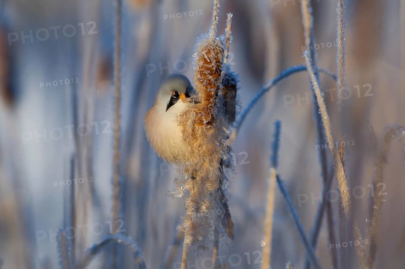 Bearded Reedling (Panurus biarmicus) male feeding on cattail seed, Thuringia, Germany