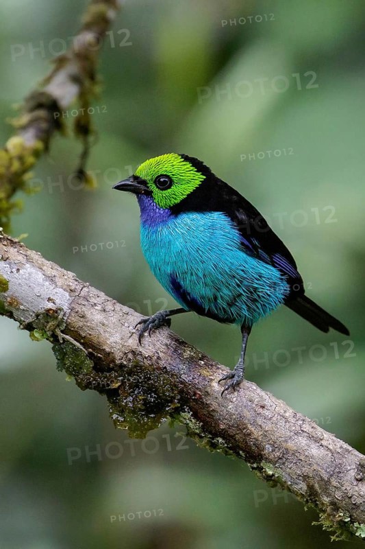 Paradise Tanager (Tangara chilensis) perched on a branch in the Amazon in Peru