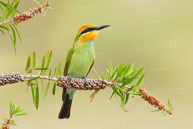 Rainbow Bee-eater (Merops ornatus) juvenile, Victoria, Australia
