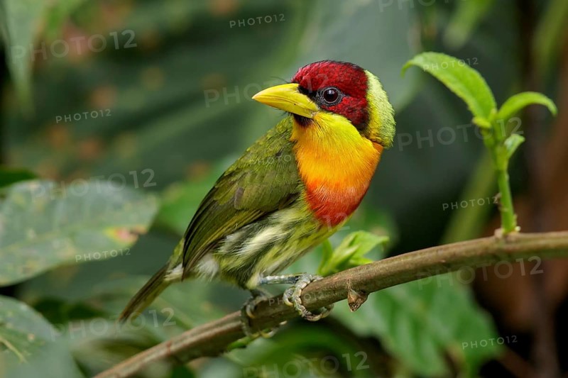 Perched on a branch in Manu National Park, Peru