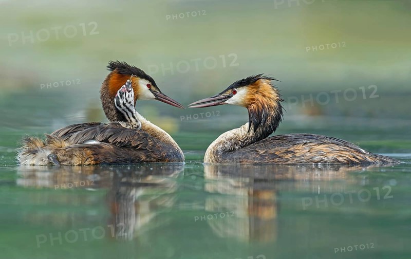 Great Crested Grebe (Podiceps cristatus) pair with chick, Piedmont, Italy