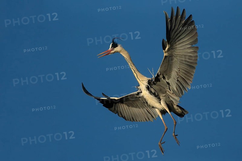Grey Heron (Ardea cinerea) flying, Piedmont, Italy
