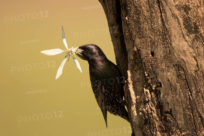 Common Starling (Sturnus vulgaris) at nest hole with nesting material in beak, Serbia