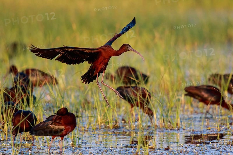 Glossy Ibis (Plegadis falcinellus) group foraging, Lesvos, Greece