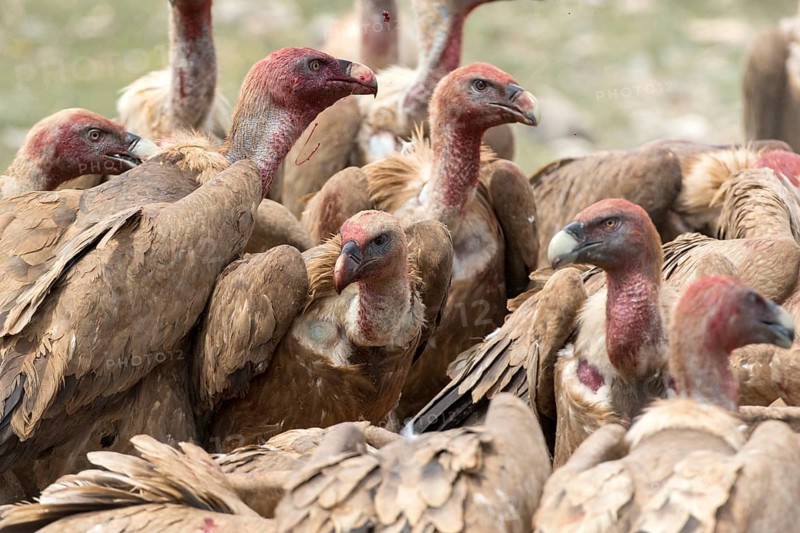 Griffon Vulture (Gyps fulvus) group, Castile and Leon, Spain