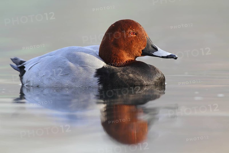 Common Pochard (Aythya ferina) male, North Rhine-Westphalia, Germany