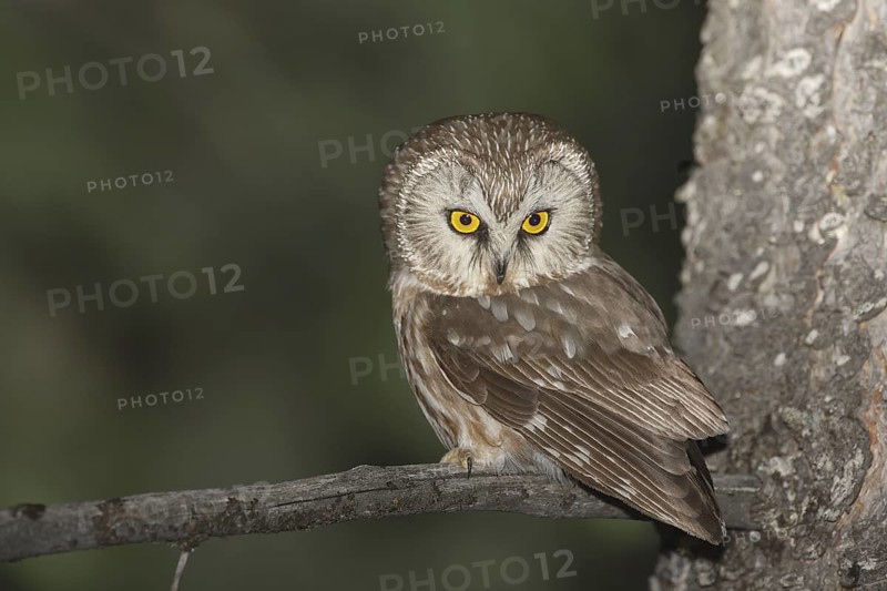 Northern Saw-whet Owl (Aegolius acadicus), Idaho, USA