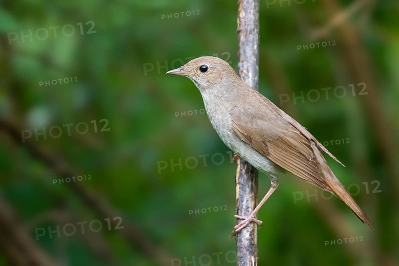 Thrush Nightingale - Sprosser - Luscinia luscinia, adult, Kazakhstan