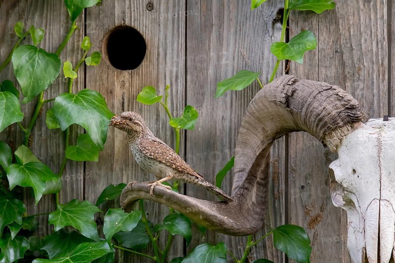 Eurasian Wryneck (Jynx torquilla) at nesting box, Saxony, Germany
