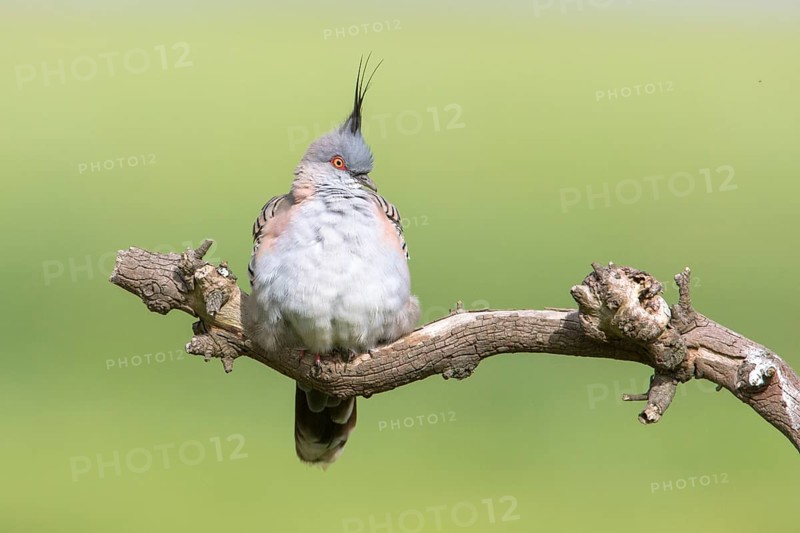 Crested Pigeon (Ocyphaps lophotes) perched on a branch, Victoria, Australia