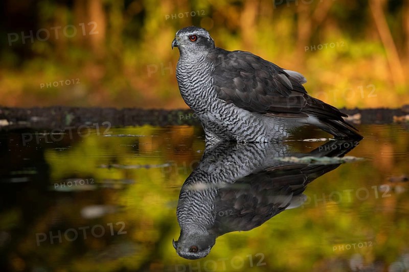 Northern Goshawk (Accipiter gentilis) at a waterhole, Subotica, Serbia