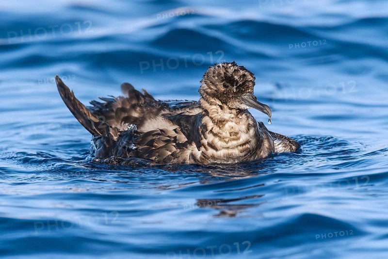 Sooty Shearwater (Ardenna grisea), Eilat, Israel