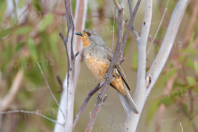 Red-lored Whistler (Pachycephala rufogularis) male perched on a branch, Victoria, Australia