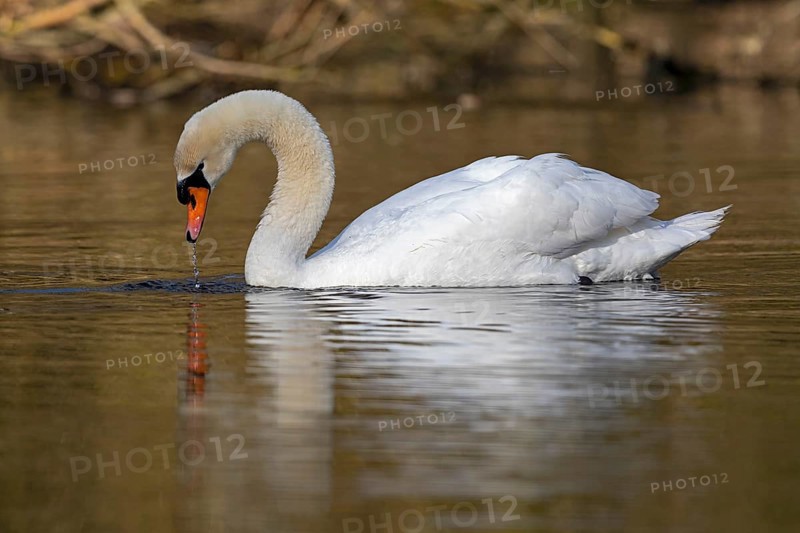 Mute Swan (Cygnus olor), Baden-Wuerttemberg, Germany