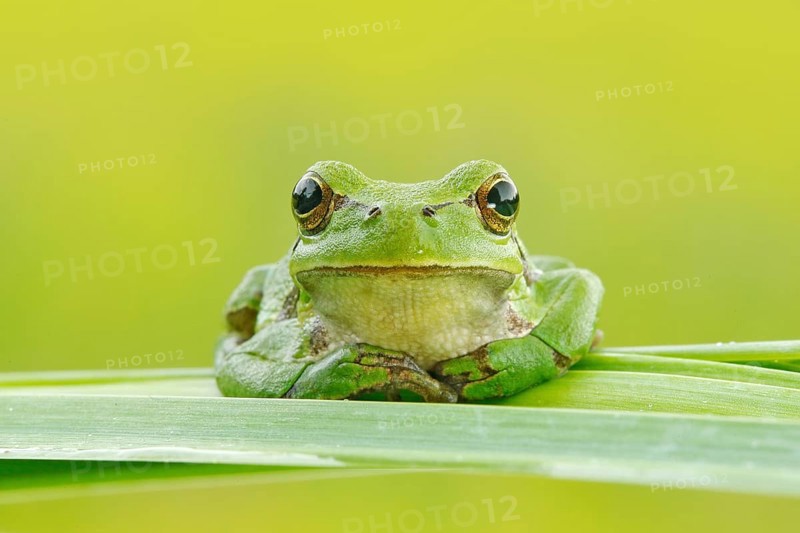 European tree frog, Hyla arborea, sitting on grass straw with clear green background. Nice green amphibian in nature habitat. Wild frog on meadow near the river, habitat