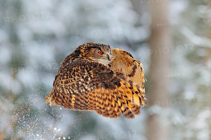 Flying Eurasian Eagle owl with open wings with snowflakes in snowy forest during cold winter