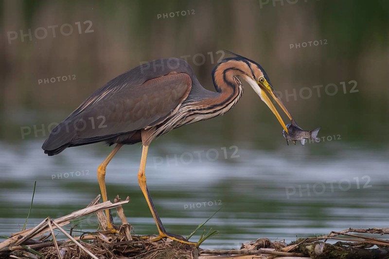 Purple Heron (Ardea purpurea) with fish prey in beak, Subotica, Serbia