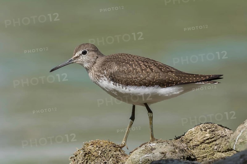 Waldwasserläufer (Tringa ochropus) Green Sandpiper