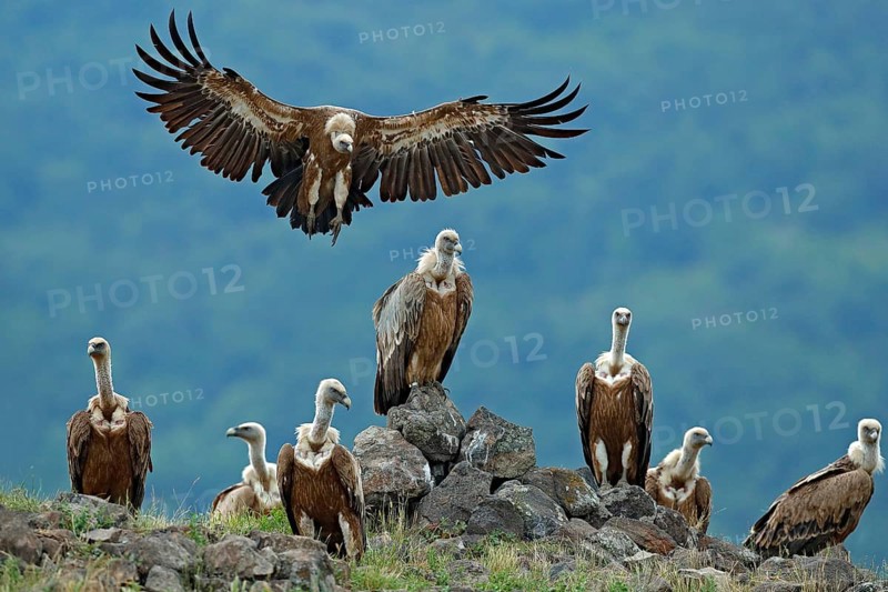 Griffon Vulture, Gyps fulvus, big birds of prey sitting on stone, rock mountain, nature habitat, Madzarovo, Bulgaria, Eastern Rhodopes. Wildlife scene, hide. Wildlife scene, Balkan. Group of vultures