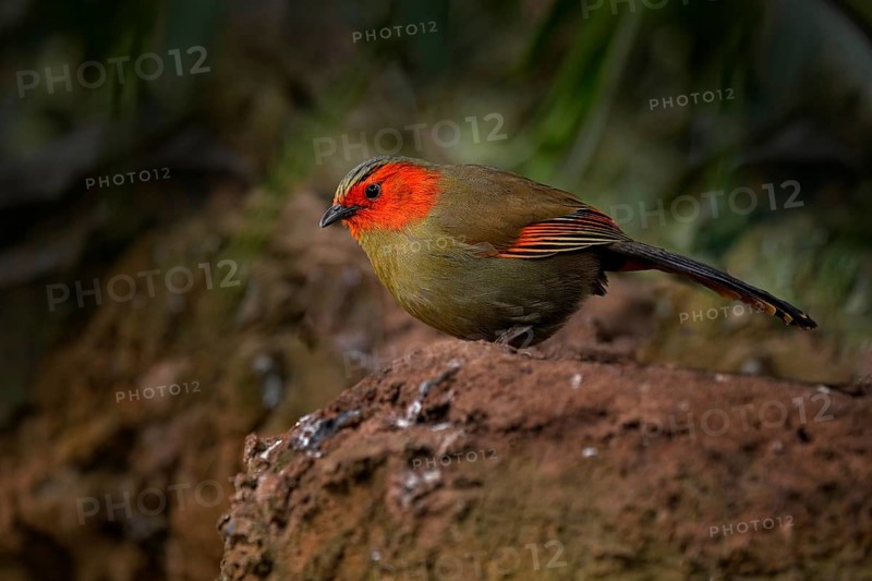Scarlet-faced liocichla, Liocichla ripponi, bird with red face from Vietnam and China. Animal from Asia. Ground bird in the nature habitat