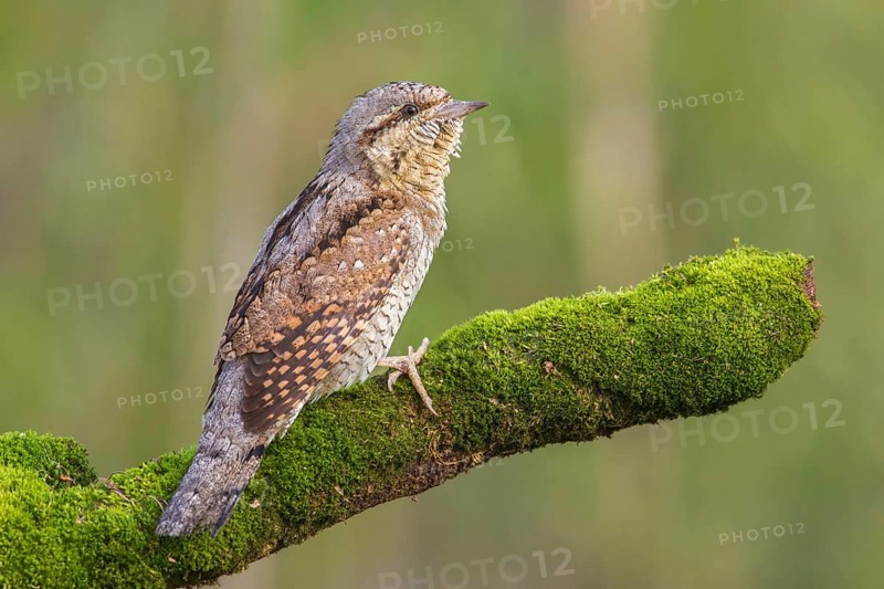 Eurasian Wryneck (Jynx torquilla) male perched on a mossy branch, Poland