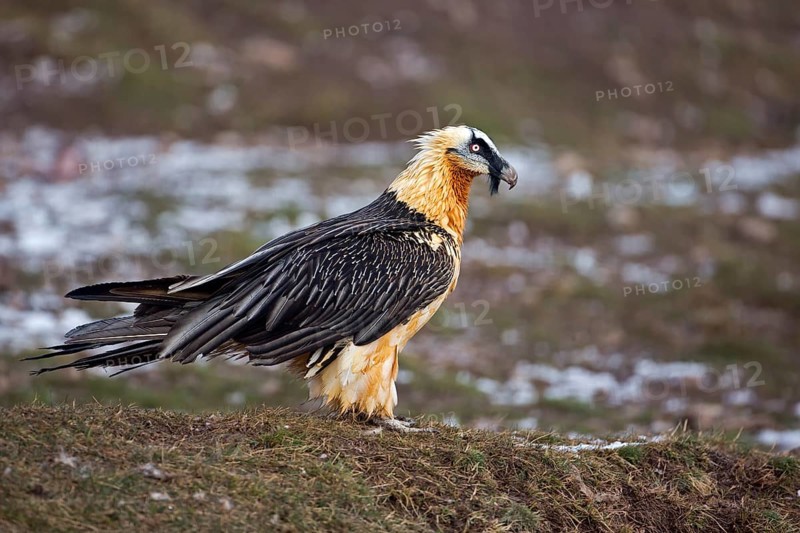 Bearded Vulture (Gypaetus barbatus), Catalonia, Spain
