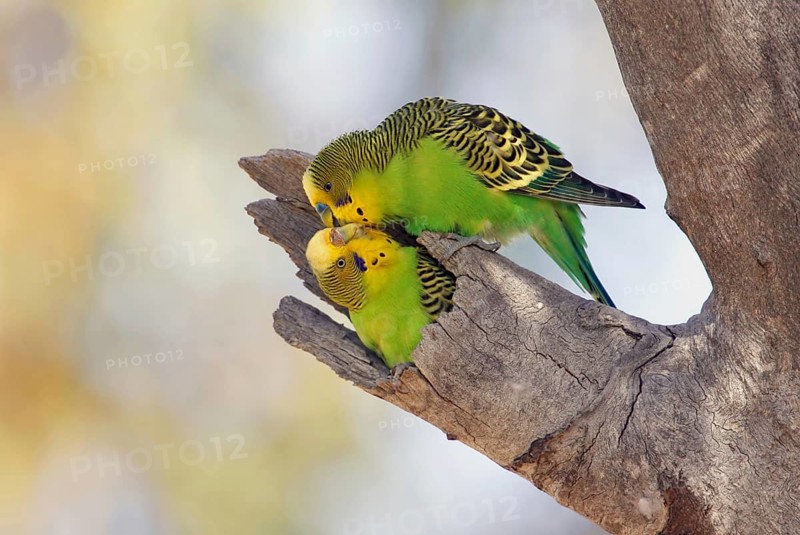 Budgerigar (Melopsittacus undulatus), Queensland, Australia