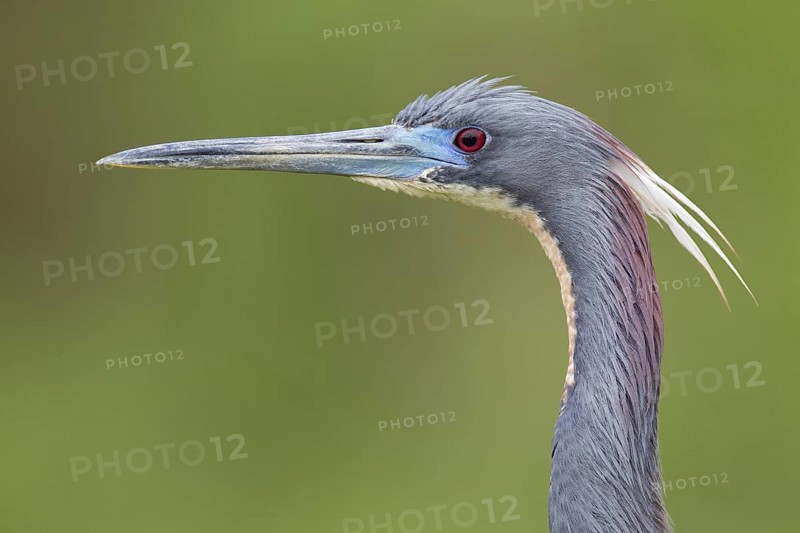 Tricolored Heron (Egretta tricolor), Florida, USA