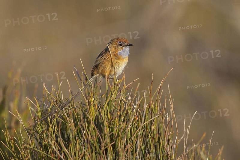 Southern Emu-wren (Stipiturus malachurus), New South Wales, Australia