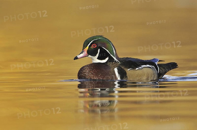 Wood Duck (Aix sponsa) male, British Columbia, Canada