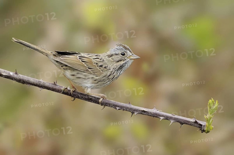 Lincoln's Sparrow (Melospiza lincolnii), British Columbia, Canada
