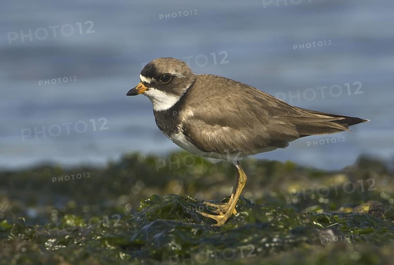 Semipalmated Plover (Charadrius semipalmatus), British Columbia, Canada