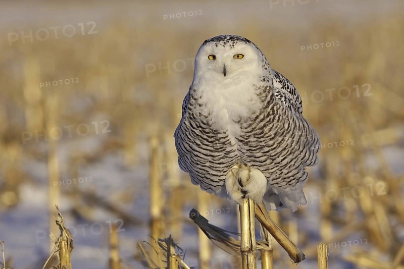 Snowy Owl (Bubo scandiacus) juvenile female, Ontario, Canada