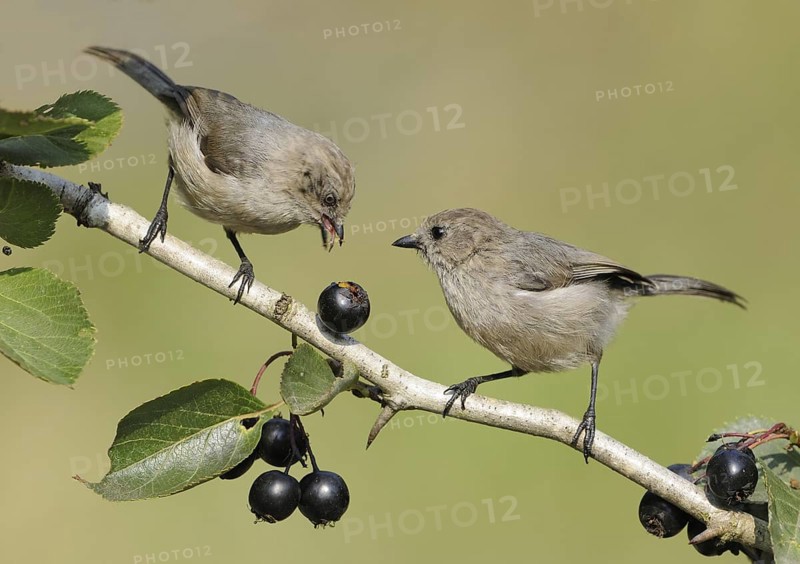 American Bushtit (Psaltriparus minimus), Canada