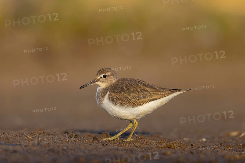 Common Sandpiper (Actitis hypoleucos), North Rhine-Westphalia, Germany