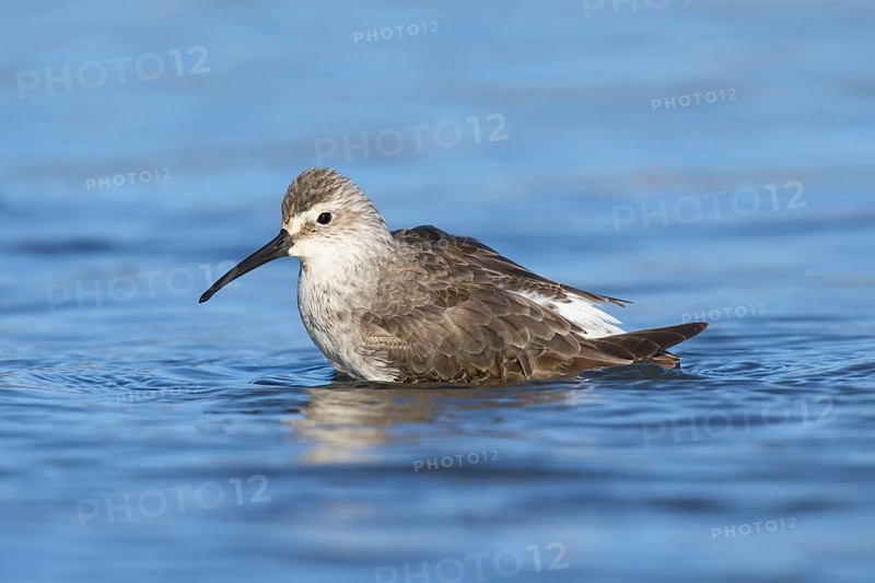Curlew Sandpiper (Calidris ferruginea), California, USA