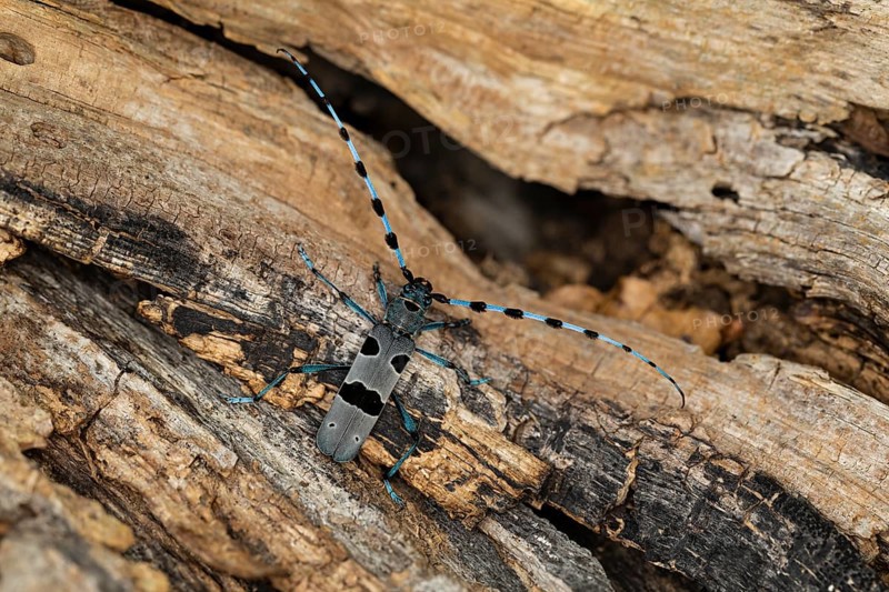 Rosalia Longicorn (Rosalia alpina) close-up on tree trunk, Baden-Wuerttemberg, Germany