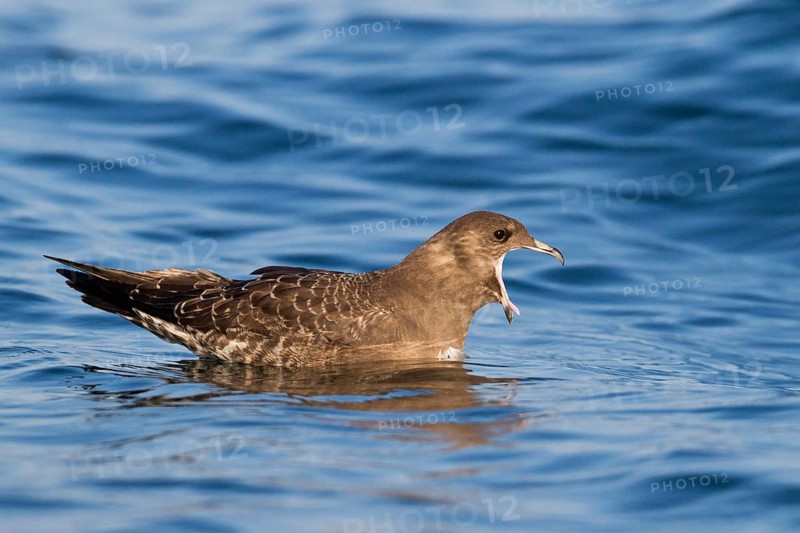 Long-tailed Jaeger (Stercorarius longicaudus), Baden-Wuerttemberg, Germany