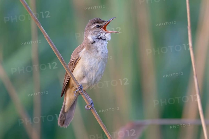 Great Reed Warbler (Acrocephalus arundinaceus) male singing, Saxony, Germany