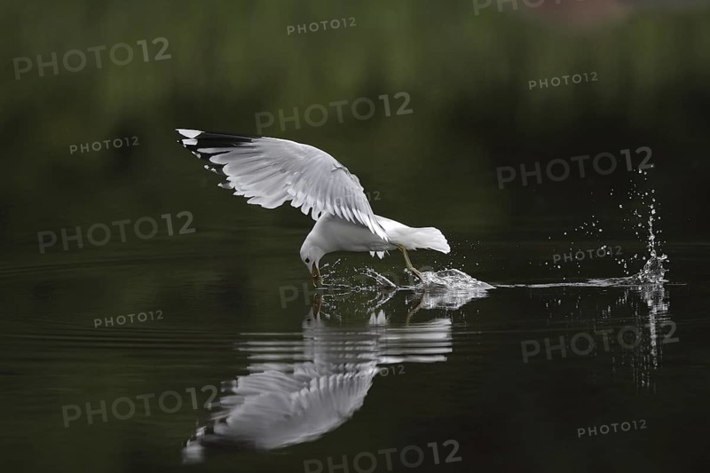 Mew Gull (Larus canus) flying, Sweden